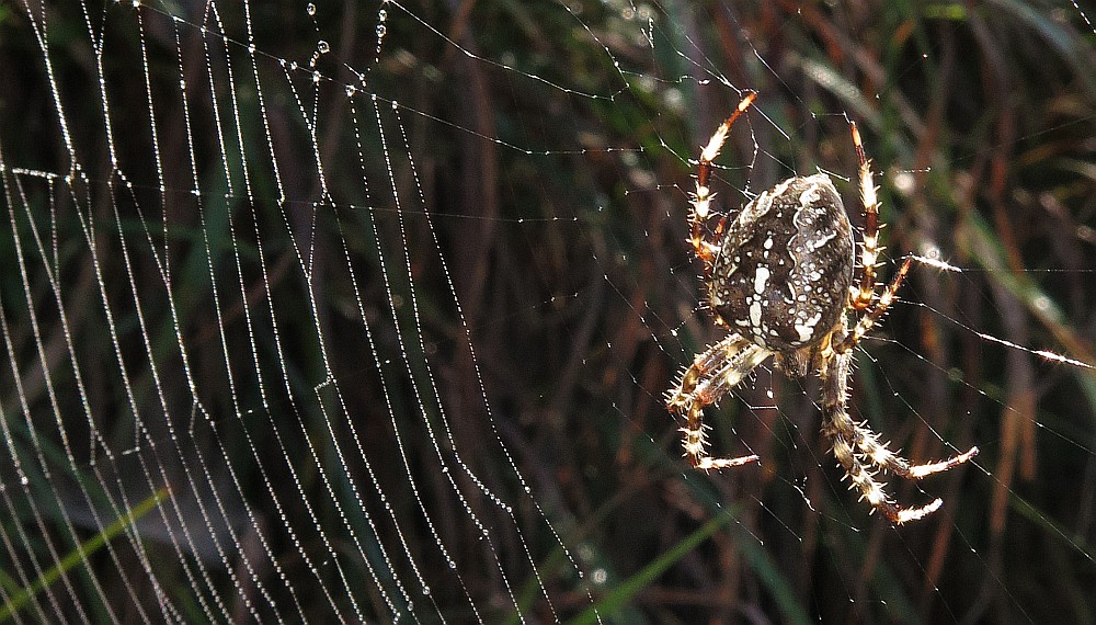 Kreuzspinne im taugeschmücken Netz