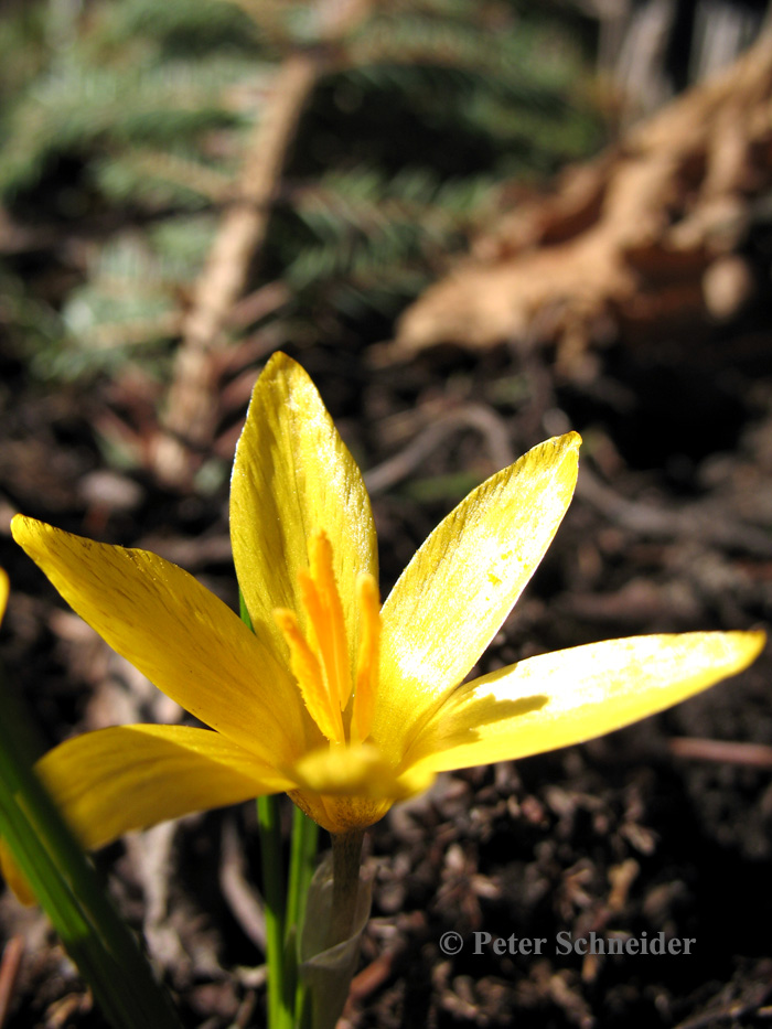 Krokus