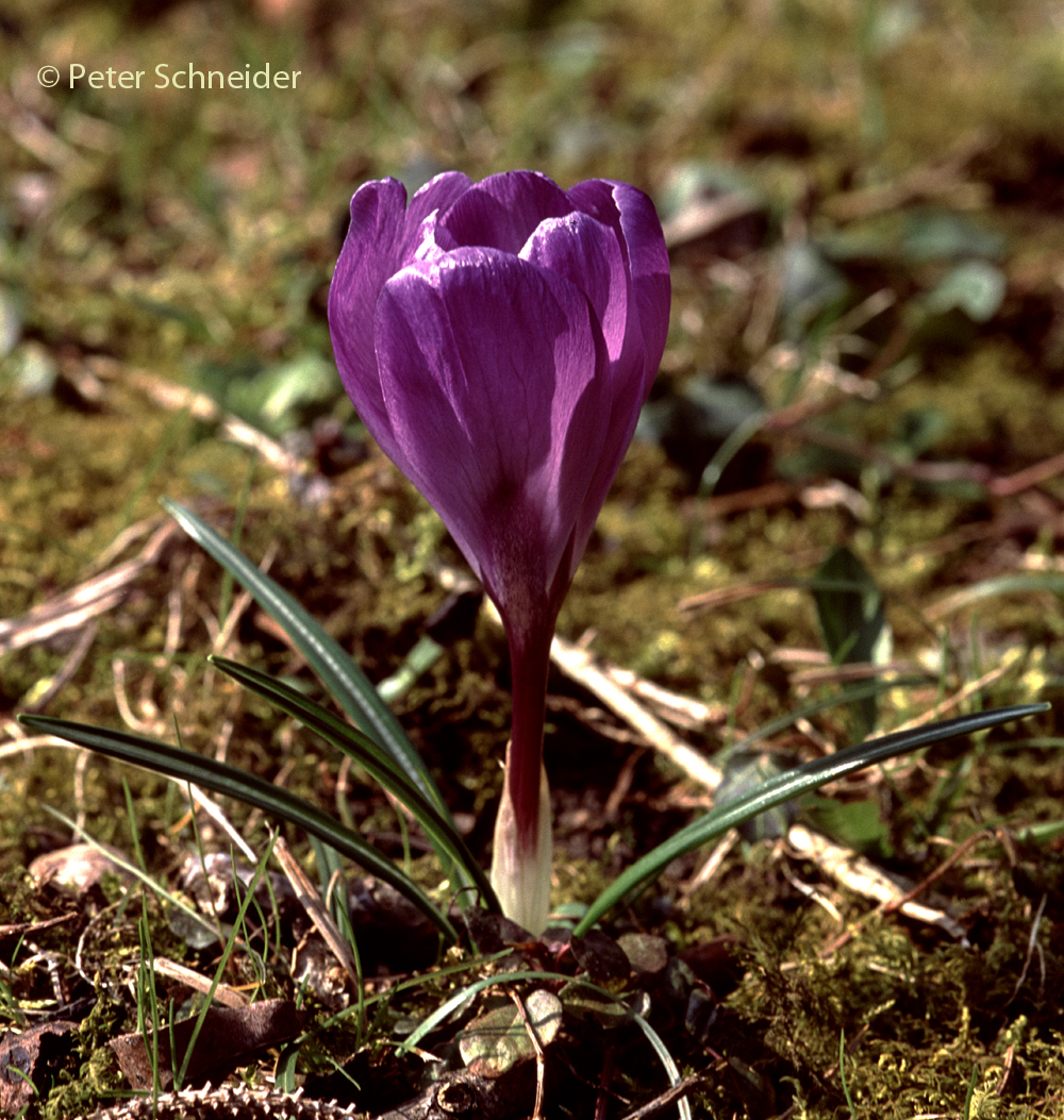 Krokus