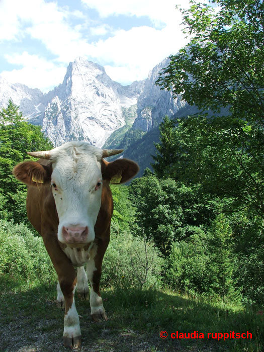 Kuh im Kaisertal, Tirol