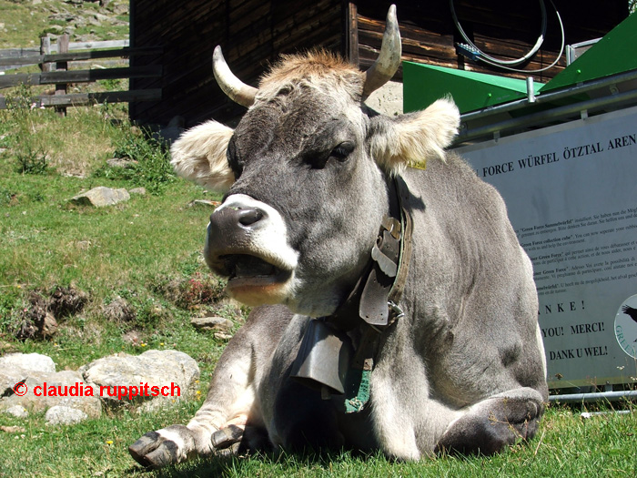 Kuh in Vent, Ötztal