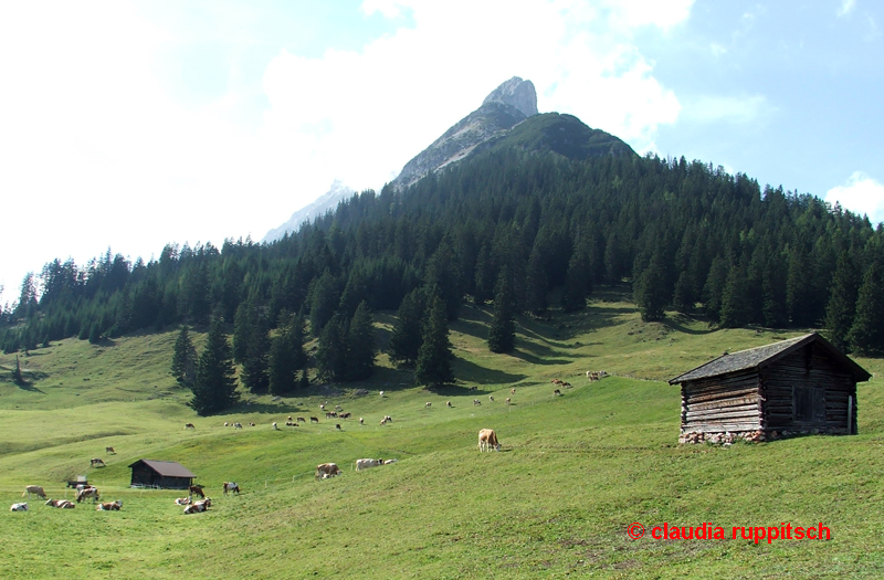 Kuhherde Walderalm