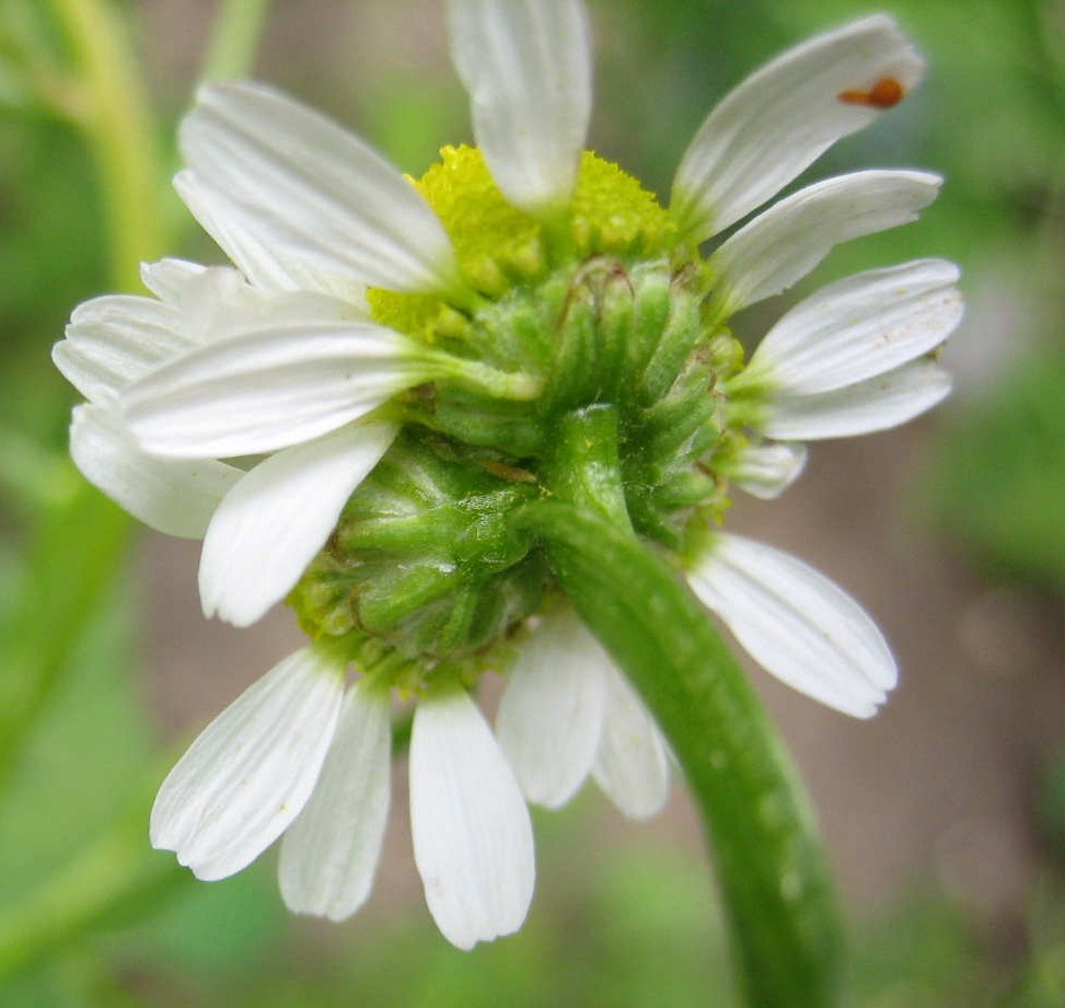 Kurioses aus dem Garten - Blumen