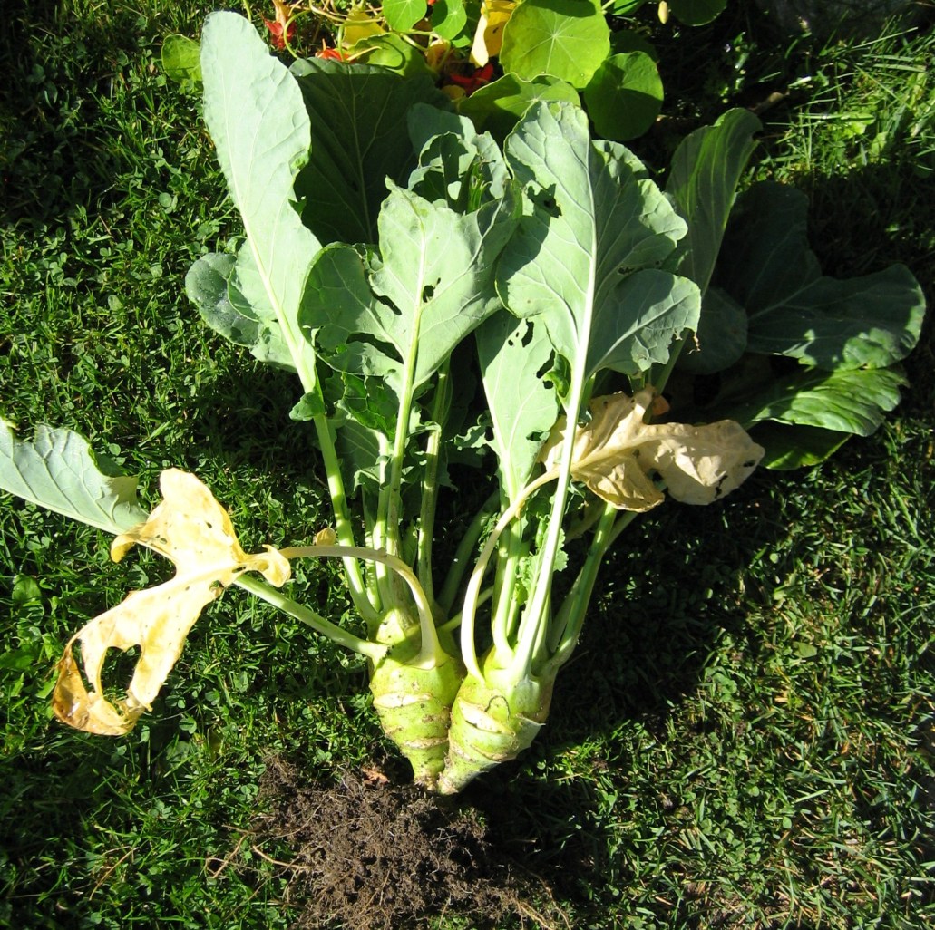 Kurioses aus dem Garten - Kohlrabi