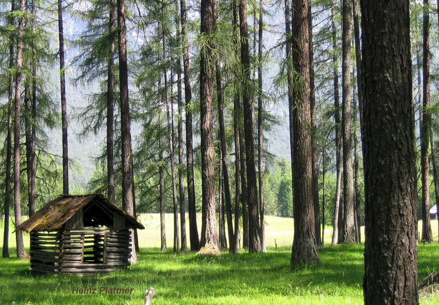 Lärchenwald