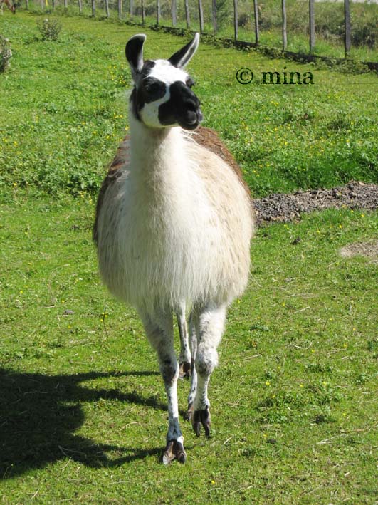 lama in den alpen