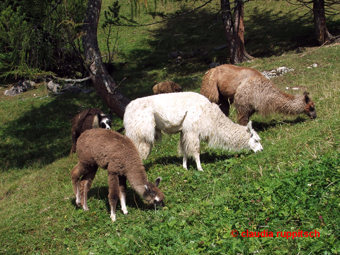 Lamas auf der Hinterhornalm