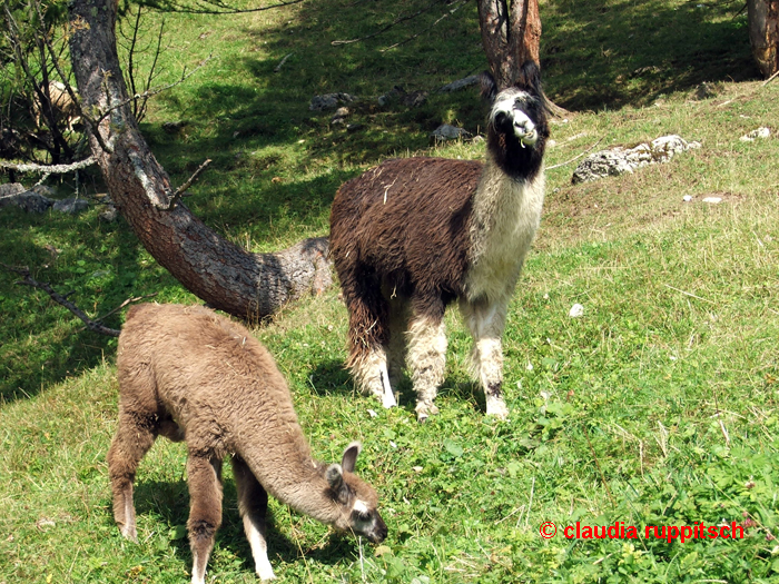 Lamas auf der Hinterhornalm