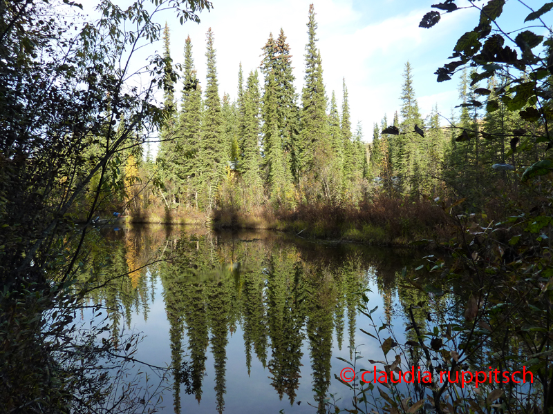 Landwirtschaft im Yukon, Canada