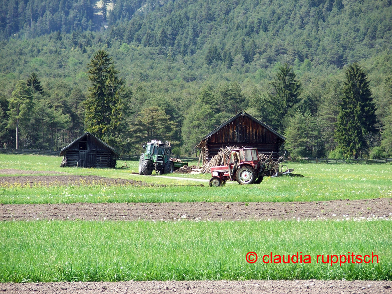 landwirtschaft in wildermieming