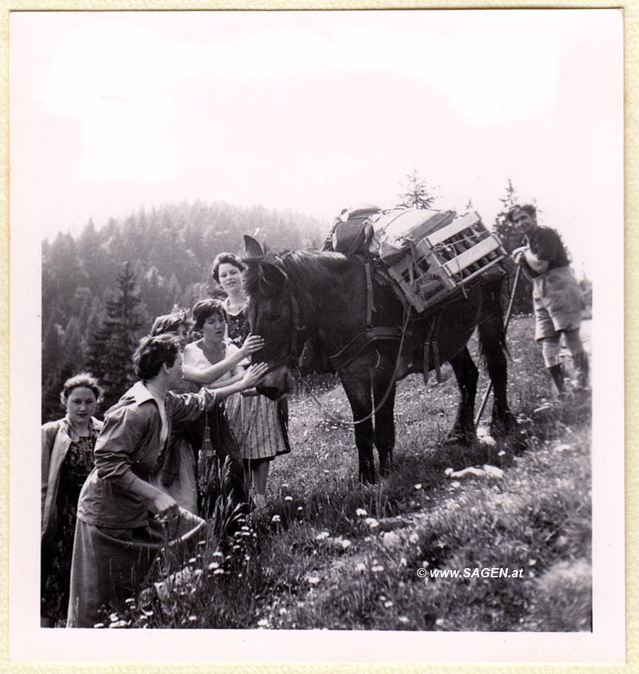 Lasttier zur Berghüttenversorgung