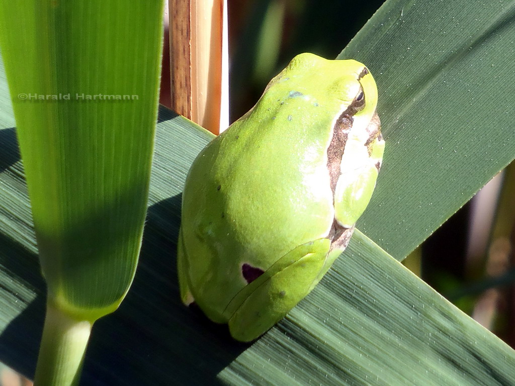 Laubfrosch