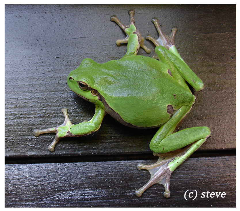 Laubfrosch