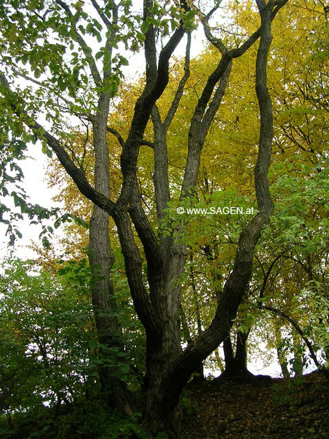 Laubwald Vöcklabruck (OÖ)