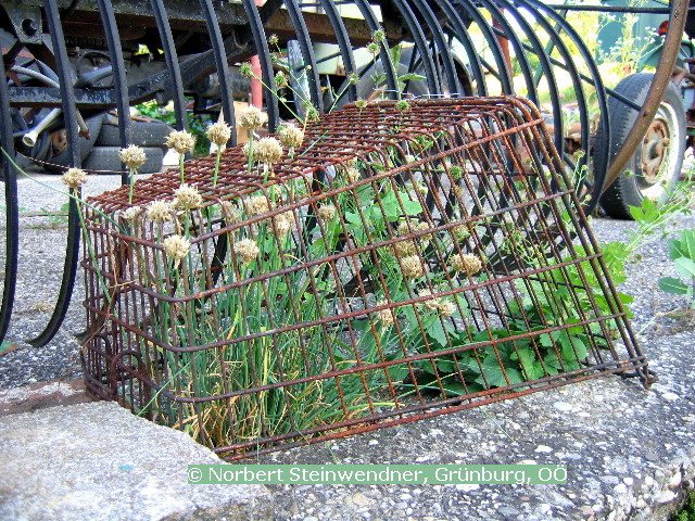 Lauch hinter Gittern