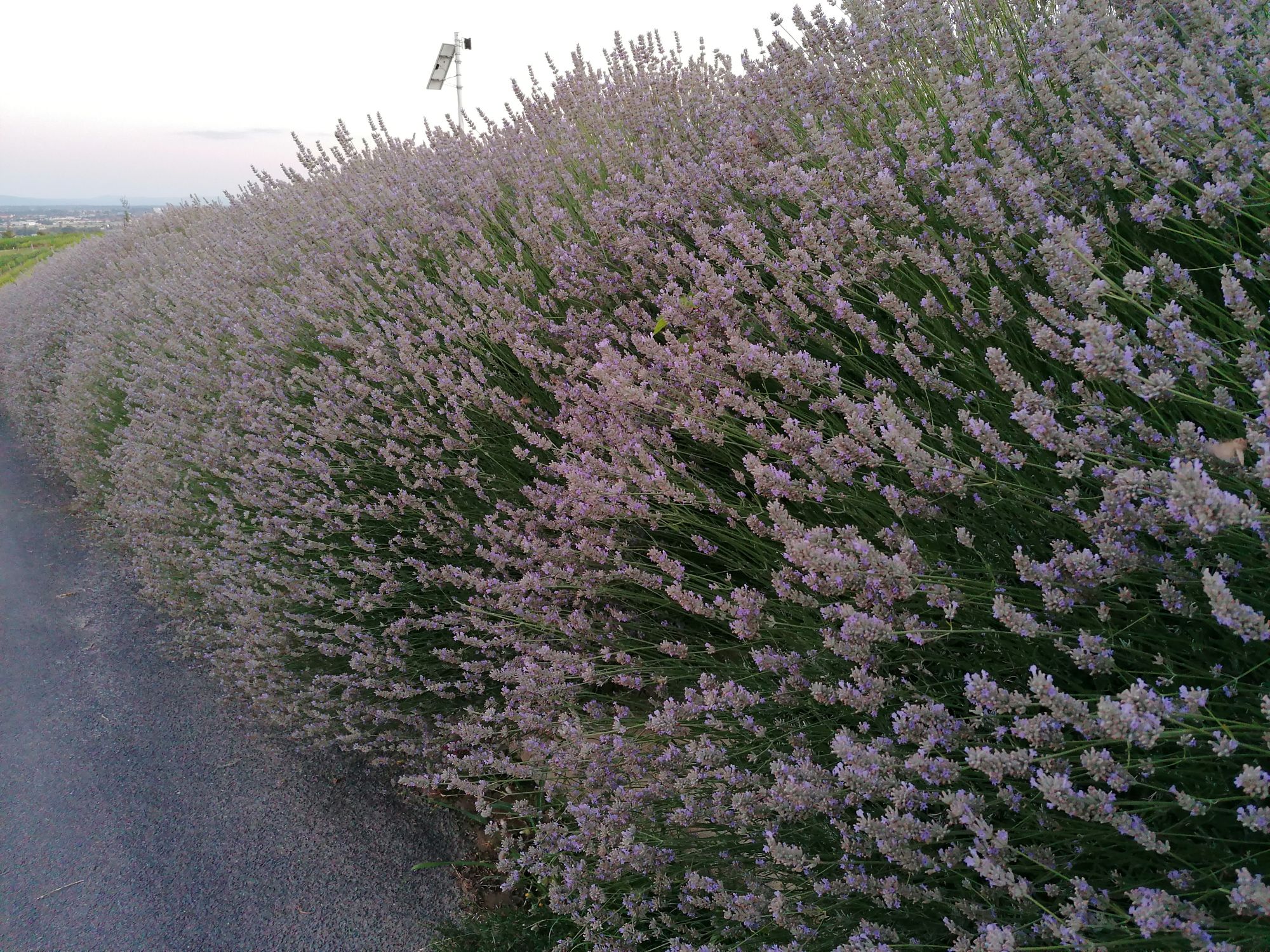 Lavendelhecke im Weingarten