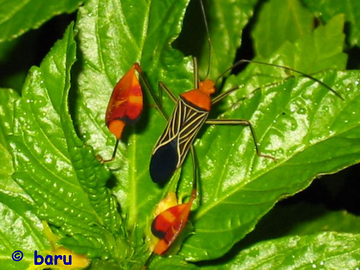 Leaffooted bug, eine Blattwanze