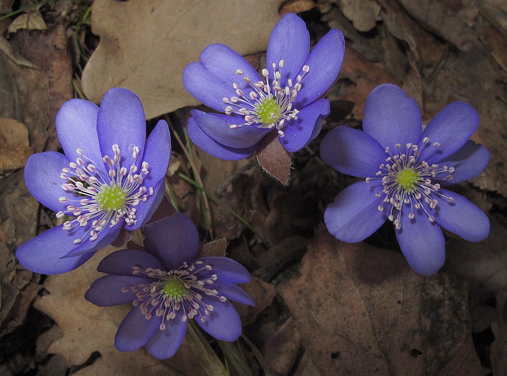 Leberblümchen