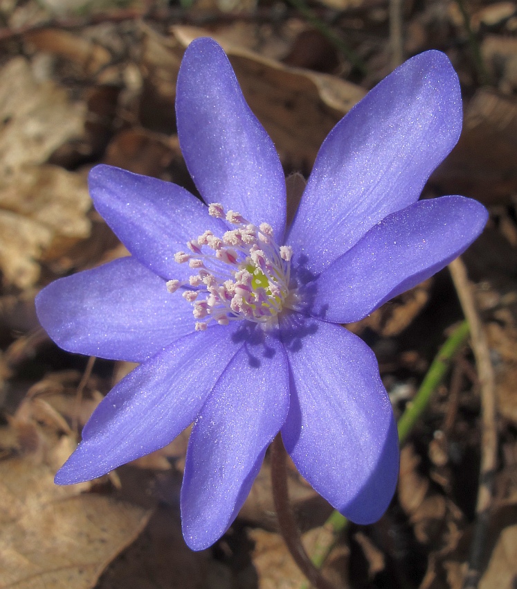 Leberblümchen