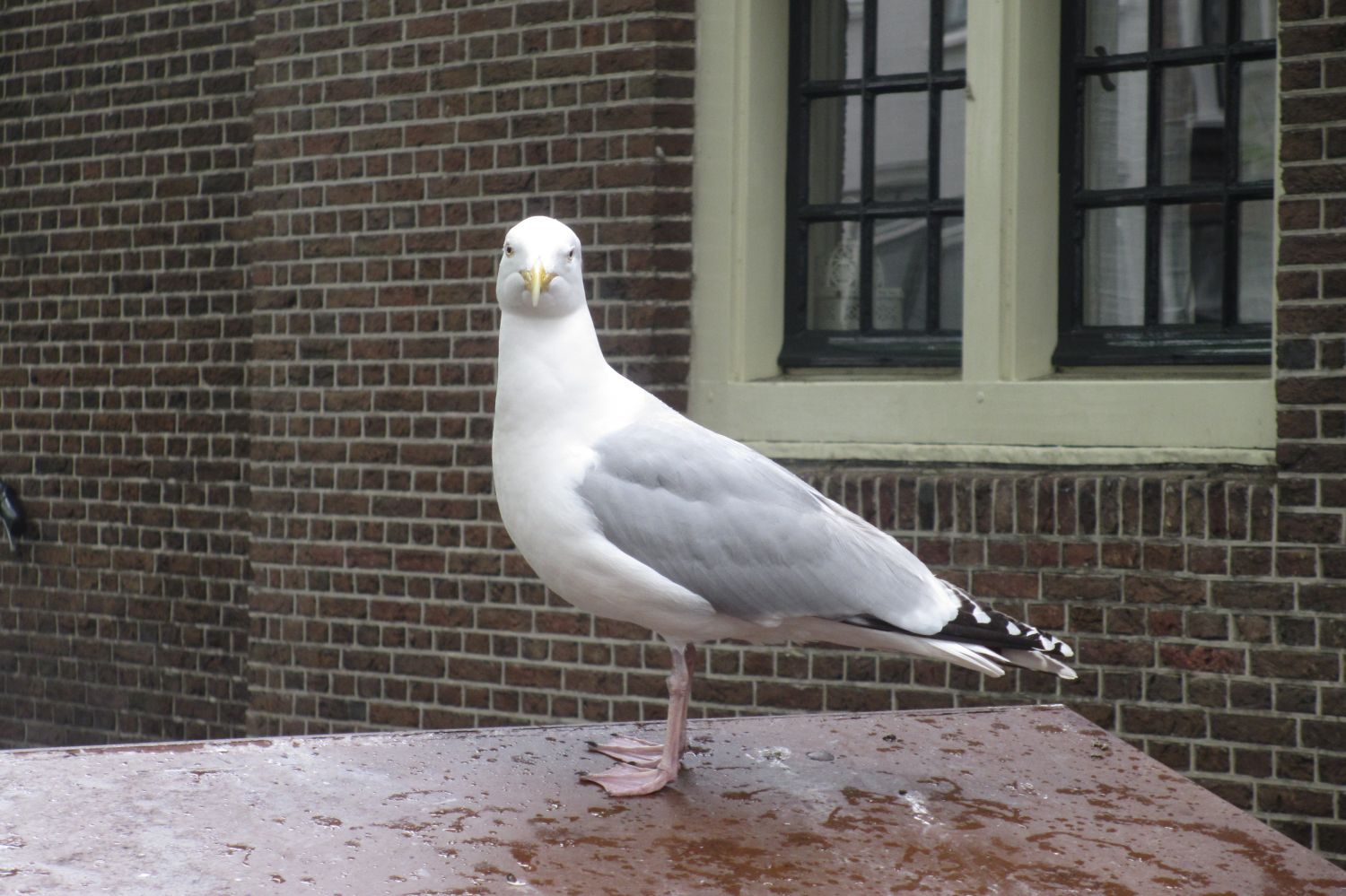 Leiden