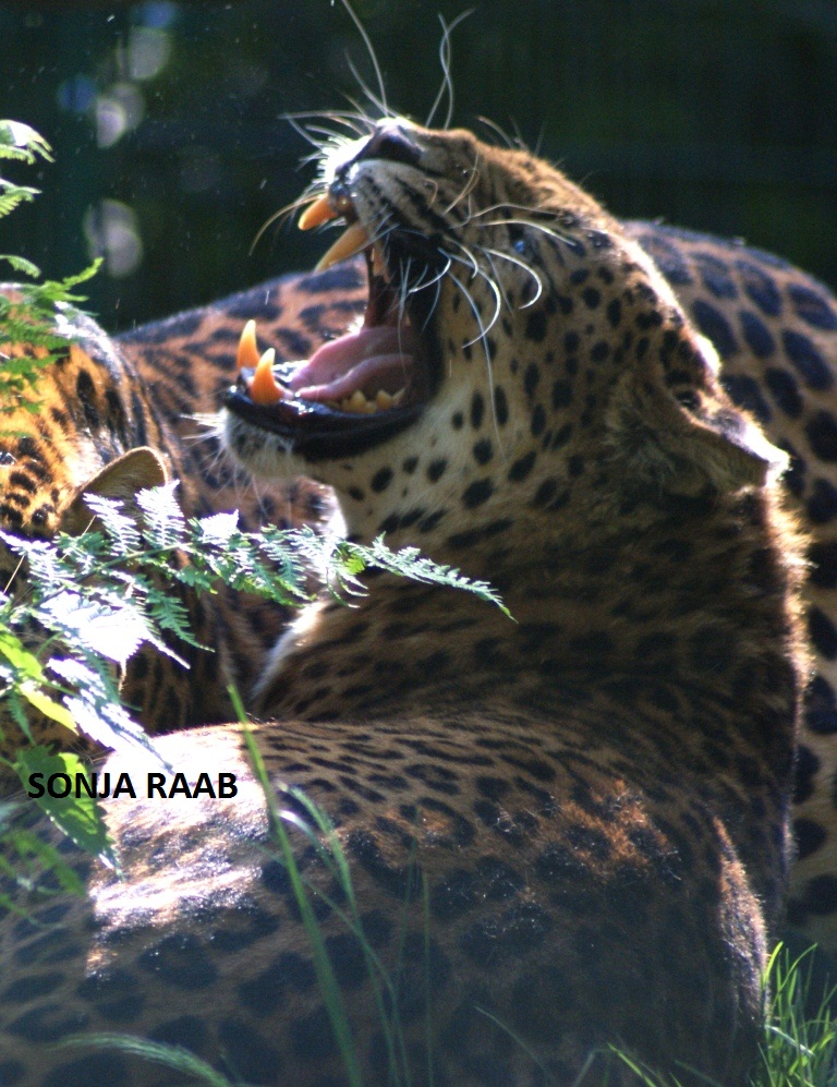 Leopardenweibchen im Tierpark Haag