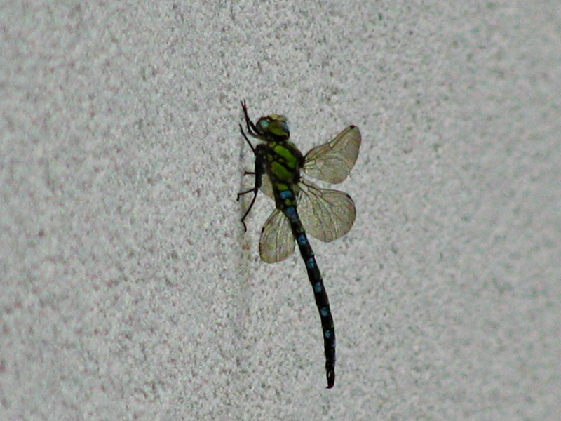 Libelle beim Sonnenbad