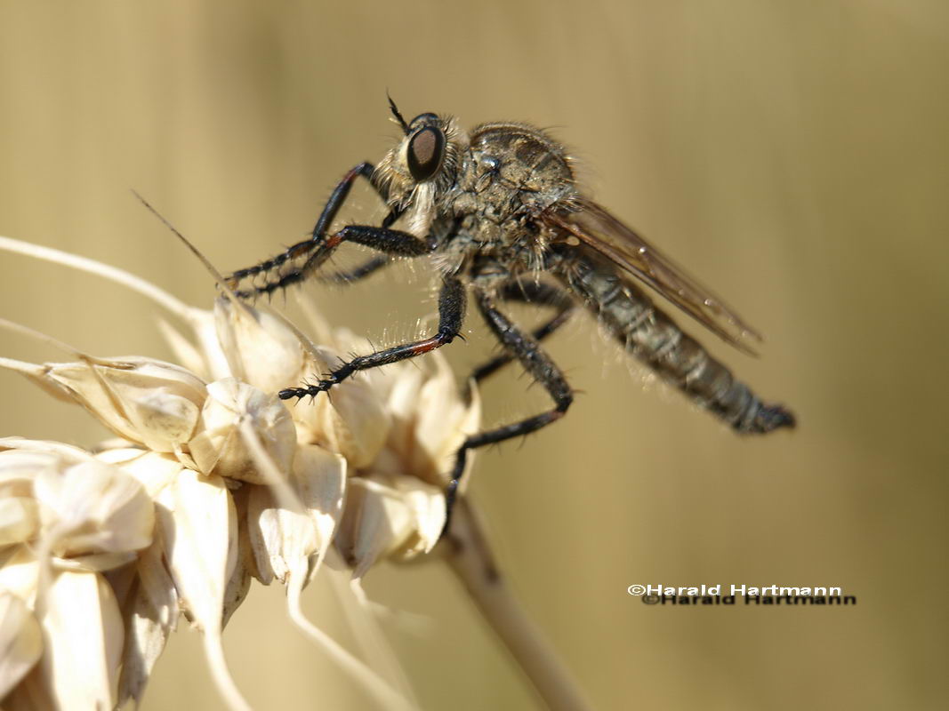 Libelle