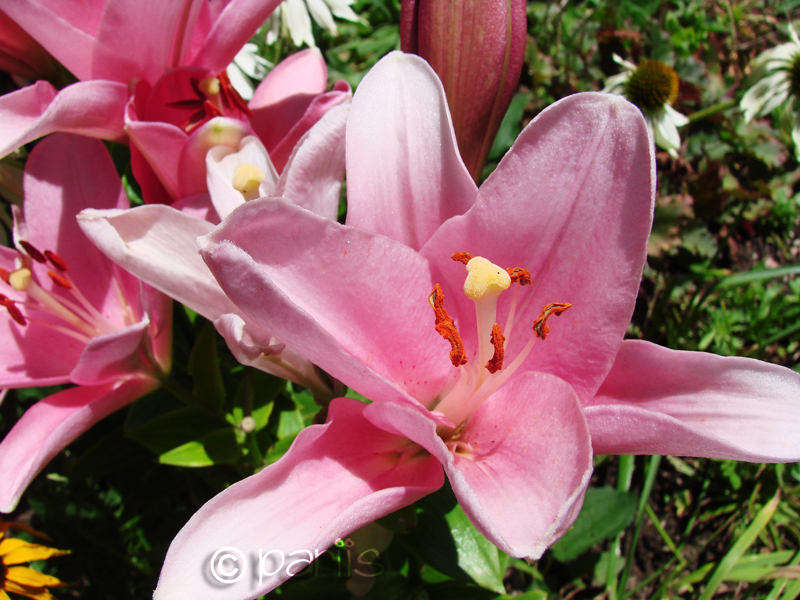 Lilien