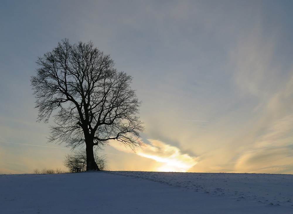 lonely tree