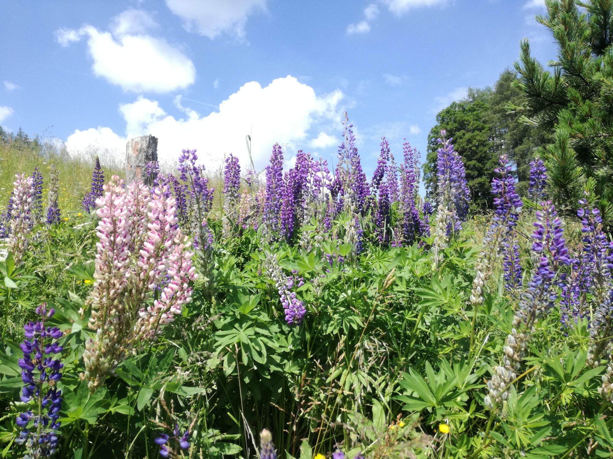 Lupinen