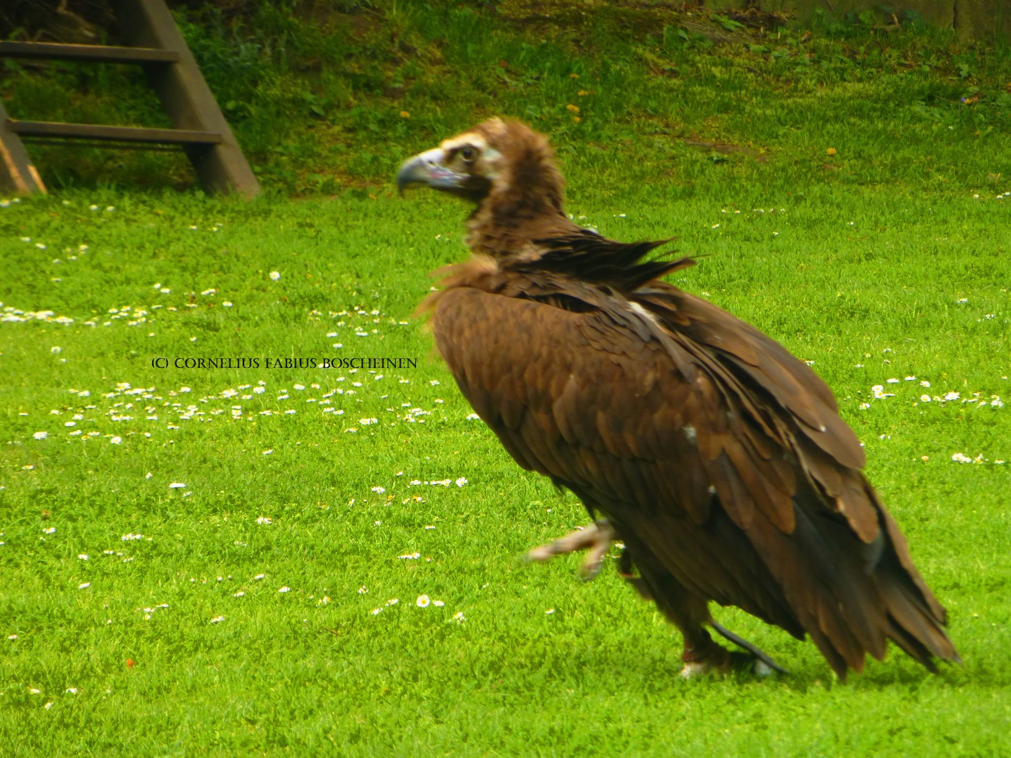 Mönchsgeier Hochus der Falknerei Hohenbeilstein.