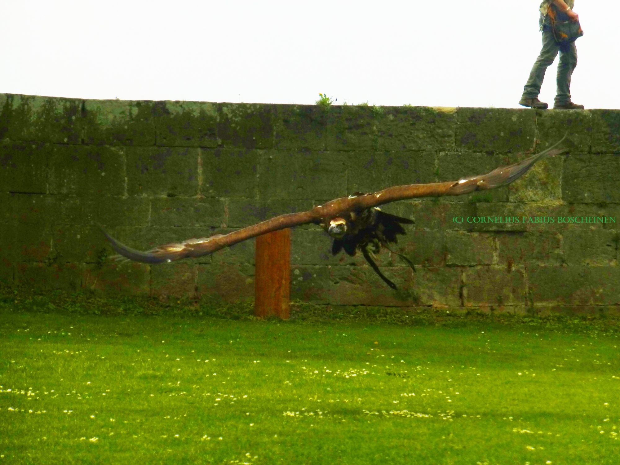 Mönchsgeier Hochus der Falknerei Hohenbeilstein.