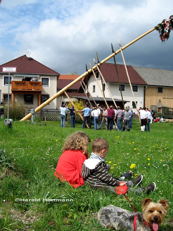 Maibaum setzen