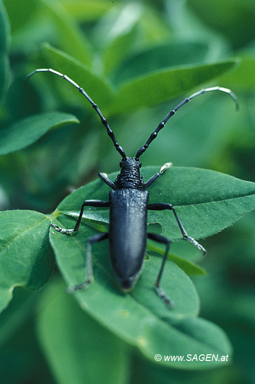 Makroaufnahme Cerambyx