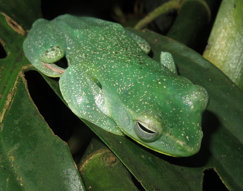 Malaiischer Flugfrosch Rhacophorus prominanus