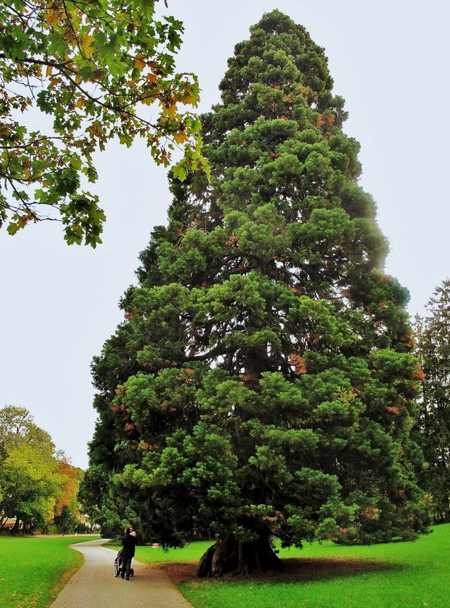 Mammut-Baum im Pötzleinsdorfer Schlosspark