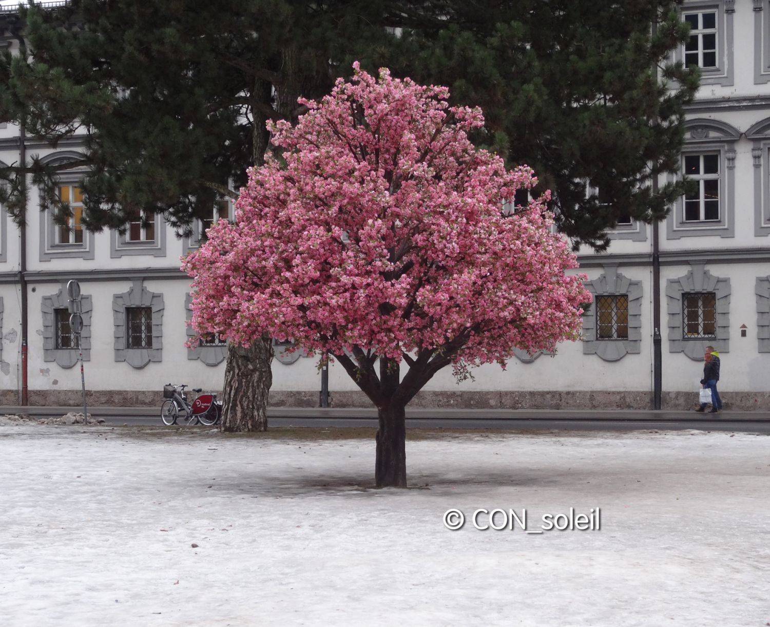 mandelbaumblüte im januar