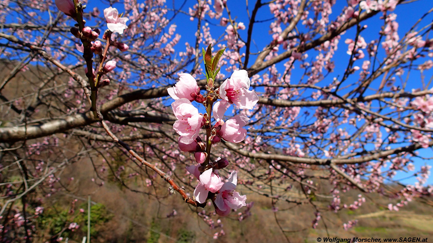 Mandelblüte, Vinschgau, Sonnenberg