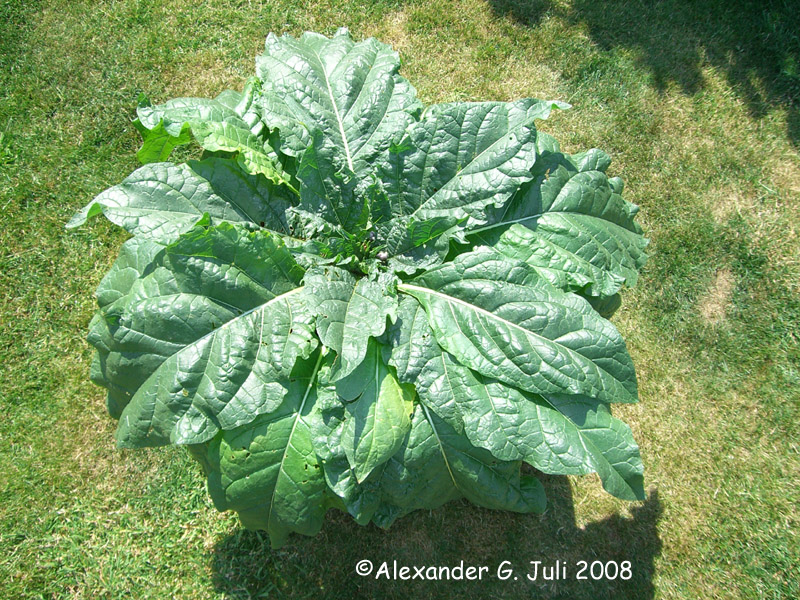 Mandragora turcomanica 10 Monate nach der Keimung