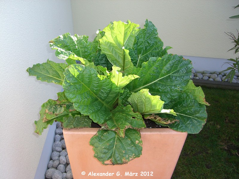 Mandragora turcomanica