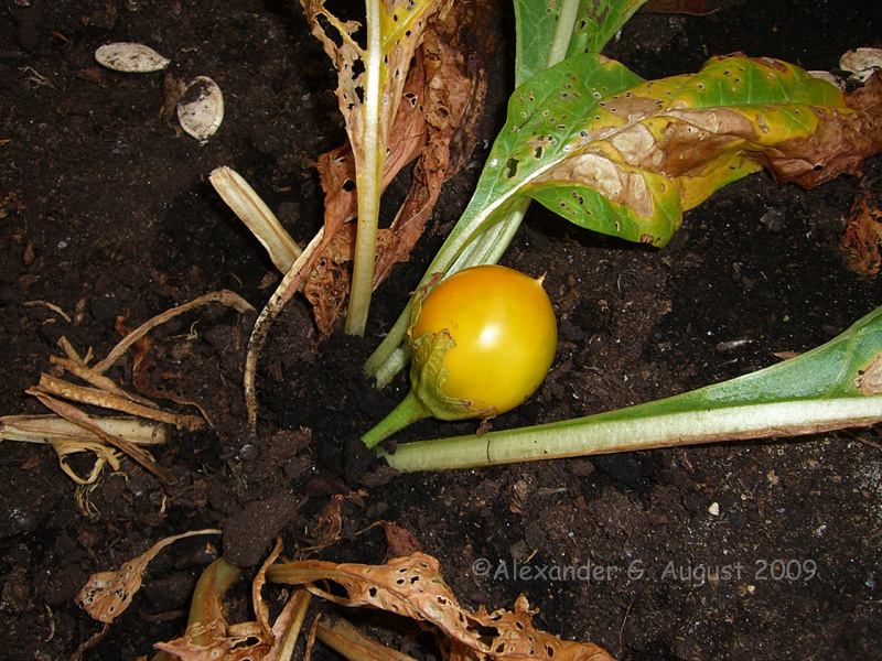 Mandragora_turcomanica_Frucht