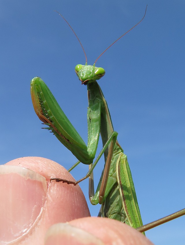 Mantis religiosa