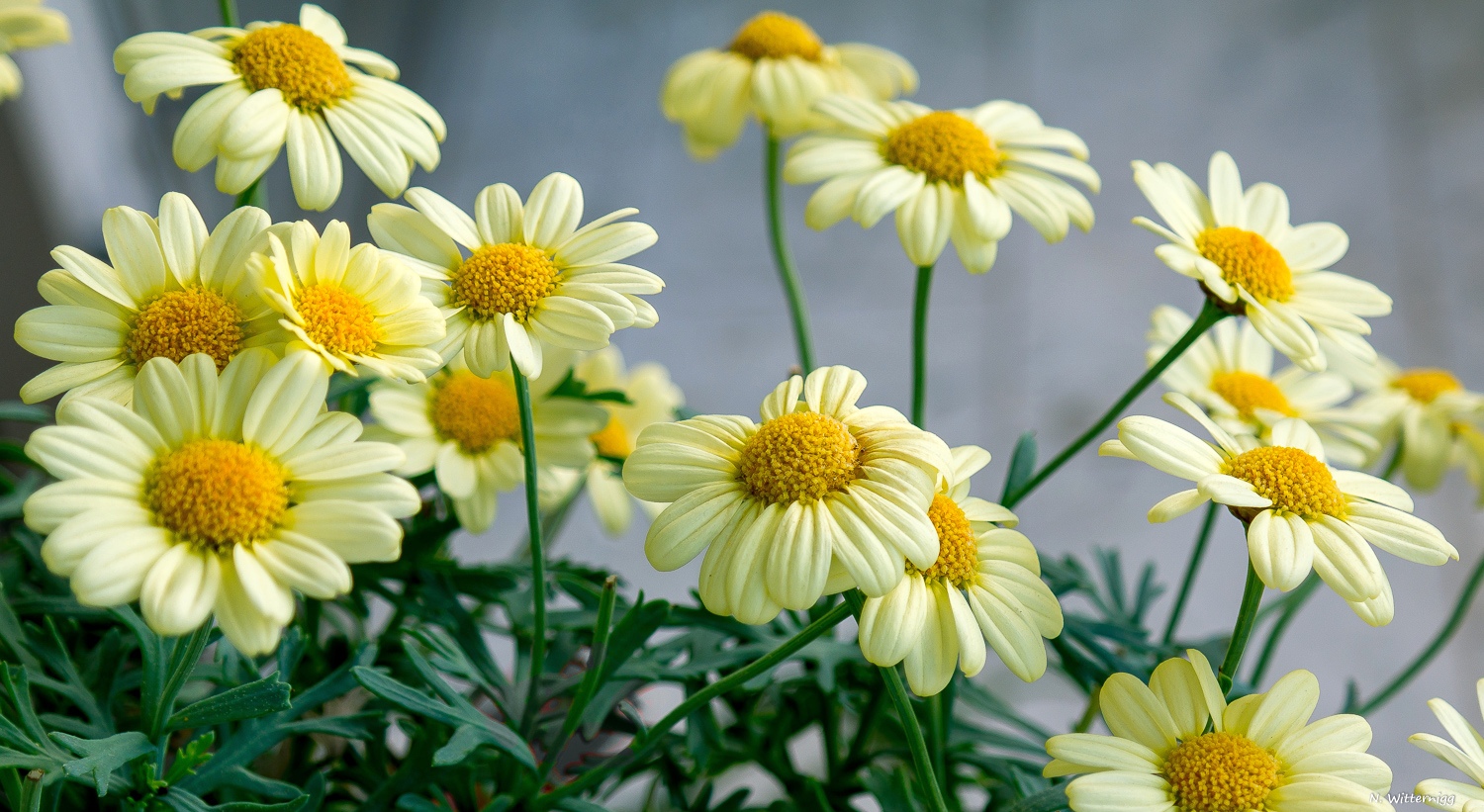 Margeriten am Balkon