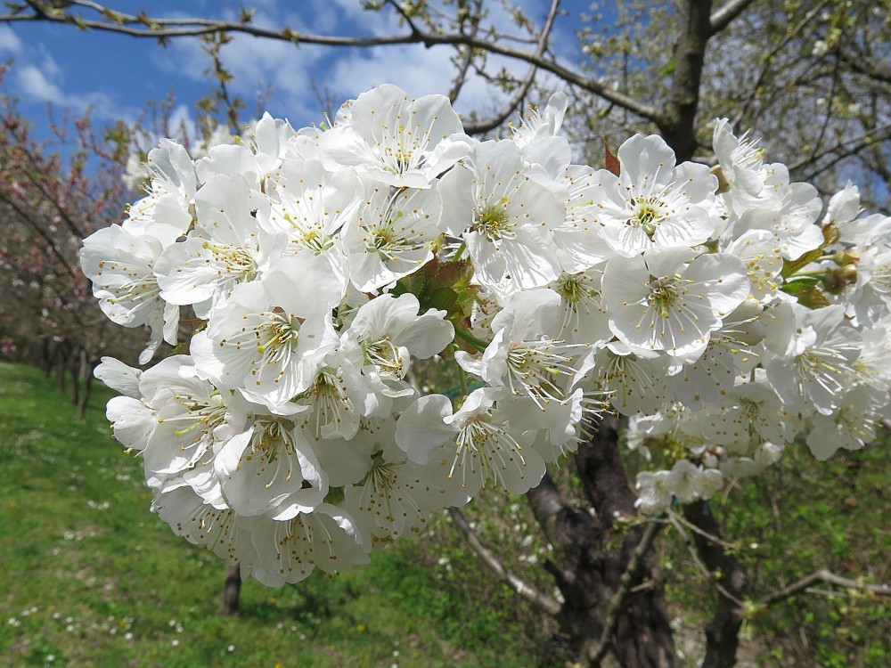 Marillenblüte am Spitzerberg