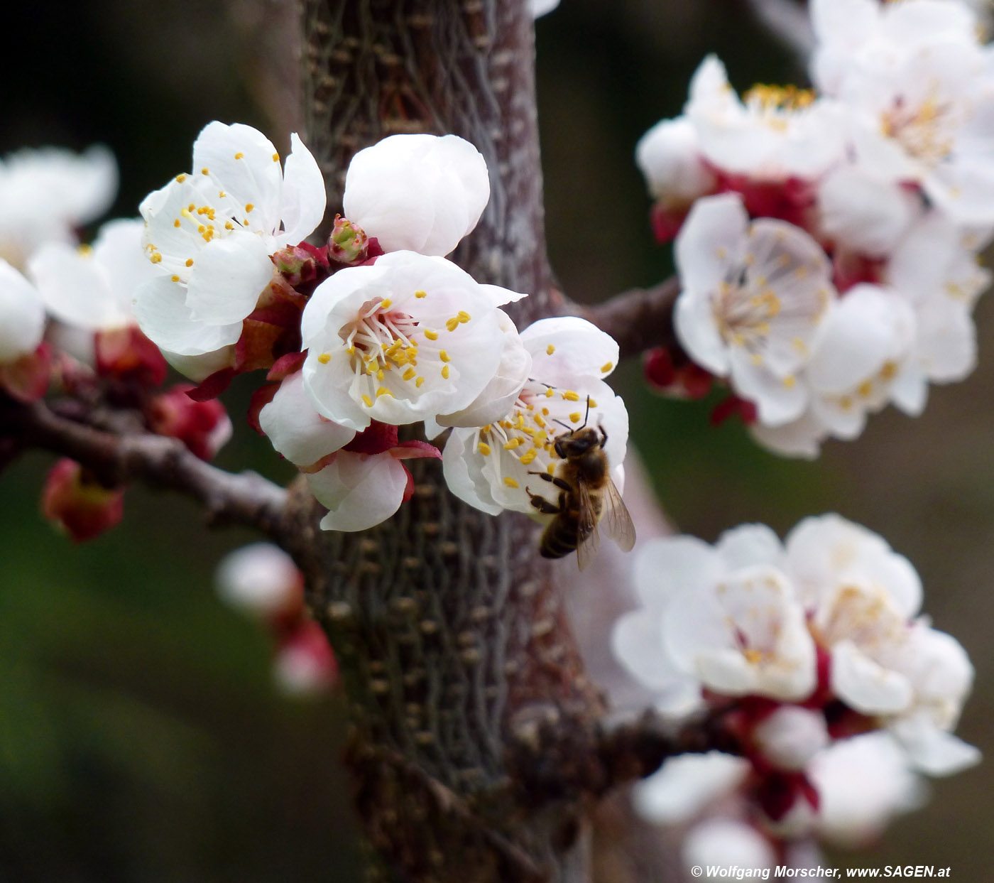 Marillenblüte im Vinschgau