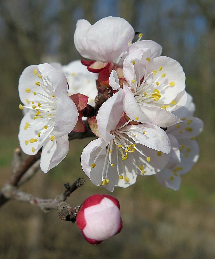 Marillenblüte