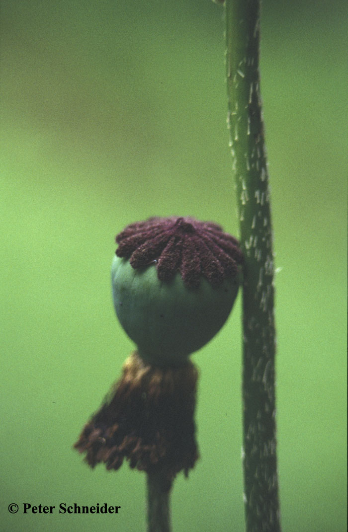 Mohn