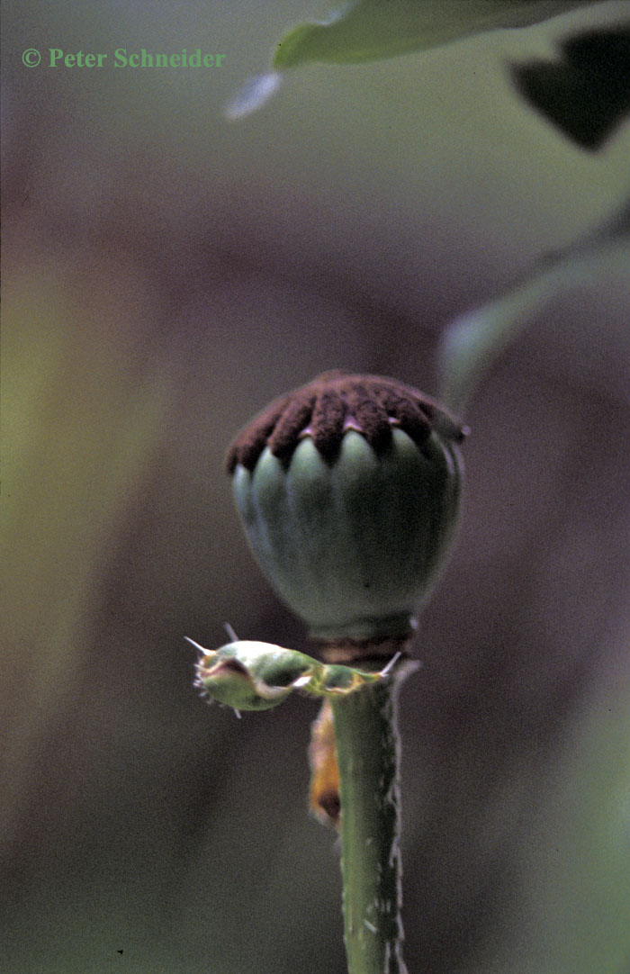 Mohn