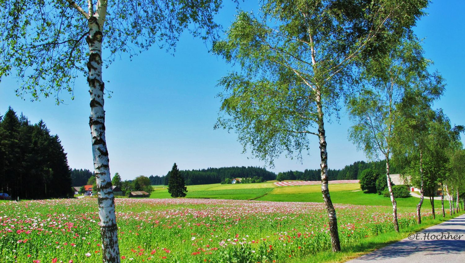 Mohnblüte im Waldviertel