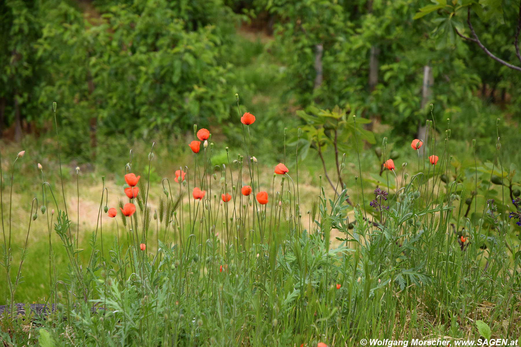 Mohnblume